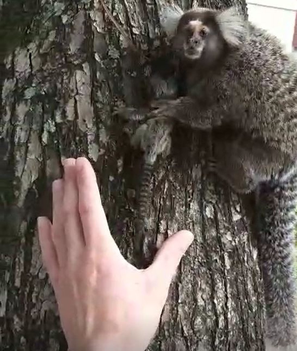 Macacos saguis são encontrados mortos em Floriano e suspeita é de  intoxicação - Cidades em Foco