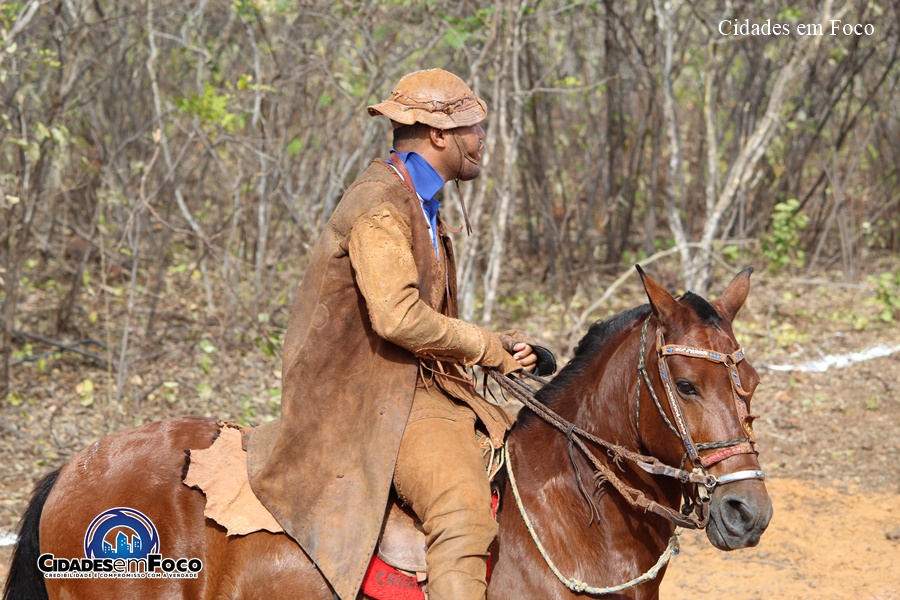 Vaqueiro de 22 anos e cavalo morrem eletrocutados enquanto perseguiam boi  em mata no Piauí - Info Newss